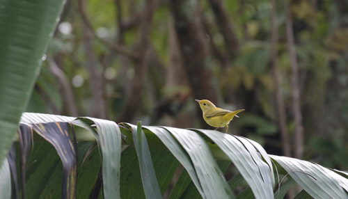 Yellow Warbler